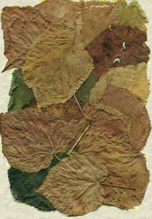 Herbstlaub, von Jan K&ouml;ppe und Christian Becker