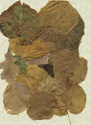 Herbstlaub, von Dominik Becker und Reinhard Gutsche